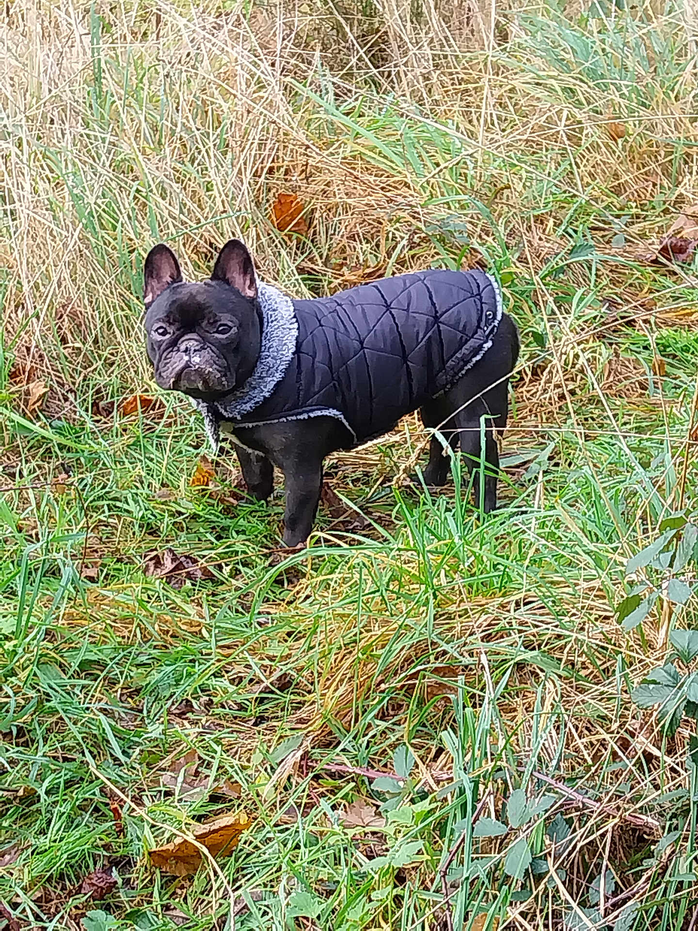 Olly