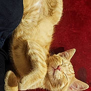 Miette a rejoint le concours — aidez-le/la à gagner de superbes lots ! animal, black, blue, cat, closeup, clothing, cozy, cute, domestic_cat, fur, indoor, orange_tabby, paw, person, pet, red_background, relaxed, resting, sleeping, whiskers