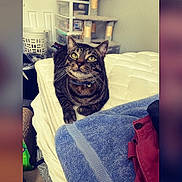 Oscar Mayer joined the competition — help win amazing prizes! cat, tabby_cat, pet, animal, sitting, portrait, indoors, couch, cushion, blanket, blue_towel, collar, whiskers, green_eyes, striped_fur, cat_tree, laundry_basket, home, furniture, close_up