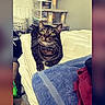 cat, tabby_cat, pet, animal, sitting, portrait, indoors, couch, cushion, blanket, blue_towel, collar, whiskers, green_eyes, striped_fur, cat_tree, laundry_basket, home, furniture, close_up