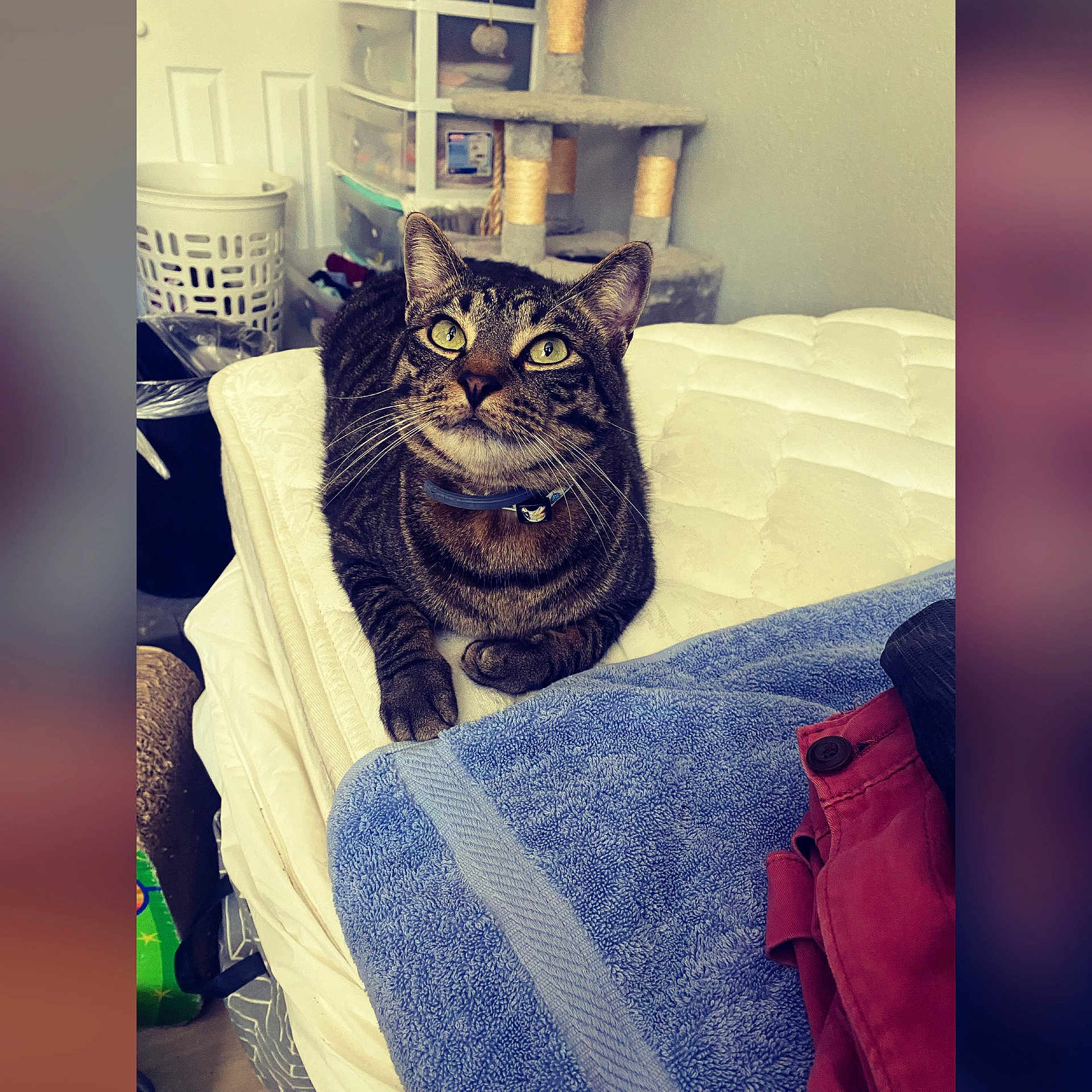 Oscar Mayer joined the competition — help win amazing prizes! cat, tabby_cat, pet, animal, sitting, portrait, indoors, couch, cushion, blanket, blue_towel, collar, whiskers, green_eyes, striped_fur, cat_tree, laundry_basket, home, furniture, close_up