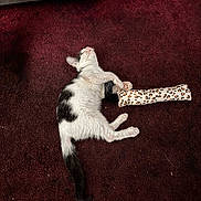 Freddie joined the competition — help win amazing prizes! cat, black_and_white, toy, leopard_print, carpet, indoor, pet, playful, lying_down, feline, animal, cozy, resting, fur, whiskers, tail, collar, home, couch, relaxed