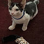 Freddie is registered to the contest to win money with this photo: kitten, cat, pet, collar, toy, leopard_print, carpet, indoor, animal, feline, cute, small, playful, fur, whiskers, ears, sitting, looking_up, domestic, young