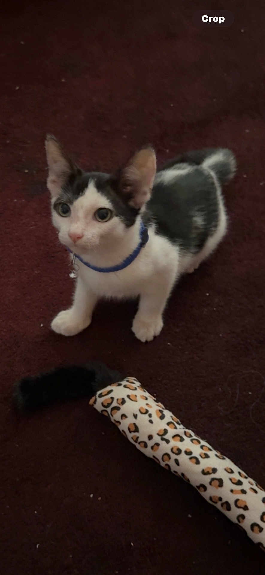 Freddie is registered to the contest to win money with this photo: kitten, cat, pet, collar, toy, leopard_print, carpet, indoor, animal, feline, cute, small, playful, fur, whiskers, ears, sitting, looking_up, domestic, young