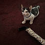 Freddie joined the competition — help win amazing prizes! kitten, cat, pet, toy, collar, indoor, carpet, animal, small, black_and_white, feline, cute, playful, domestic, young, fur, whiskers, ears, floor, curious