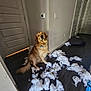 dog, golden_retriever, stuffing, fluffy, indoor, floor, door, wall, hallway, pet, animal, guilty, mess, toy, chewed, domestic, canine, collar, sitting, fur