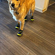 Floky is registered to the contest to win money with this photo: dog, golden_retriever, dog_boots, footwear, indoor, wooden_floor, pet, canine, animal, flooring, wall, shelf, household, domestic, standing, looking, fur, paws, collar, tag