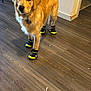 dog, golden_retriever, dog_boots, footwear, indoor, wooden_floor, pet, canine, animal, flooring, wall, shelf, household, domestic, standing, looking, fur, paws, collar, tag