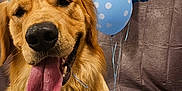 Floky is registered to the contest to win money with this photo: dog, golden_retriever, birthday, party_hat, balloon, number_one, indoor, celebration, pet, tongue_out, happy, smiling, brown_fur, canine, cute, animal, festive, portrait, sitting, background