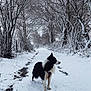 animal, blizzard, canine, collie, dog, eskimodog, husky, ice, land, nature, outdoors, pet, plant, snow, storm, terrier, tree, vegetation, weather, winter