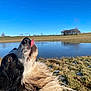 animal, canine, dog, face, grass, head, lake, landscape, nature, outdoors, person, pet, photography, plant, pond, portrait, puppy, scenery, tree, water