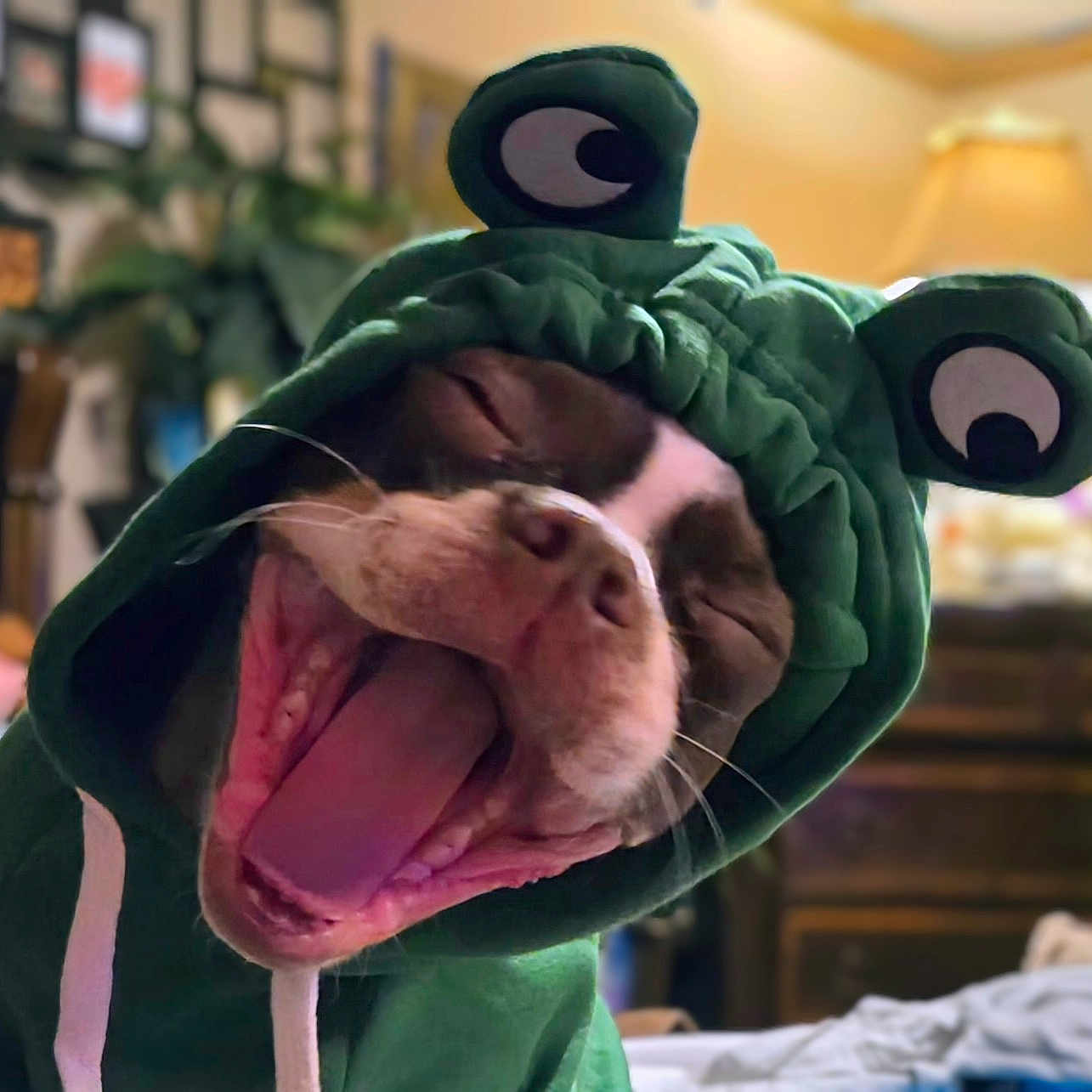 Boston Charles joined the competition — help win amazing prizes! animal, blanket, bulldog, canine, cat, clothing, coat, dog, face, hat, head, hood, hound, lion, person, pet, photobombing, pitbull, puppy, snout
