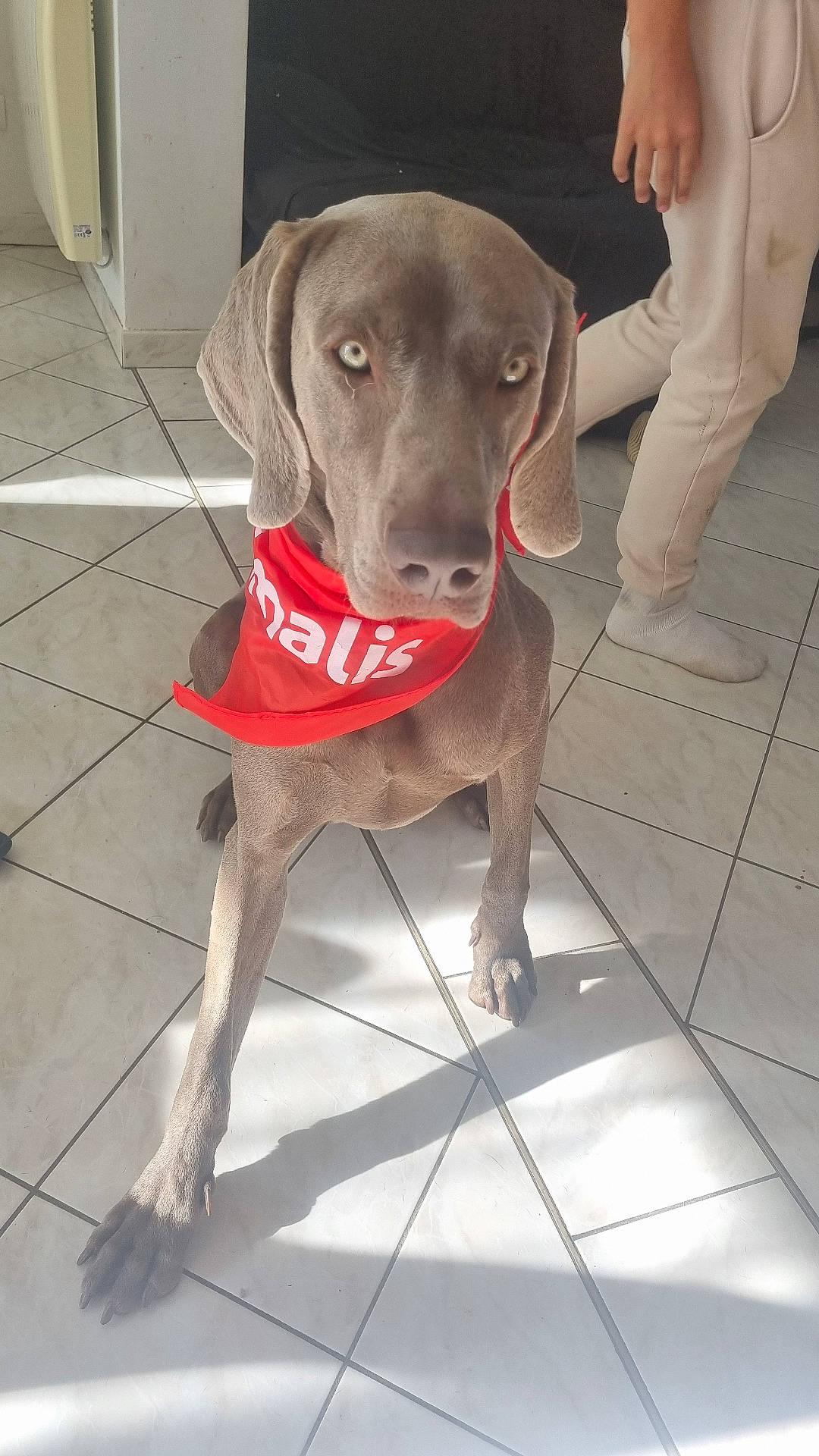 Thodd a rejoint le concours — aidez-le/la à gagner de superbes lots ! accessories, animal, bandana, canine, clothing, dog, footwear, headband, hosiery, hound, labradorretriever, leash, person, pet, pointer, puppy, shoe, sock, strap, tile