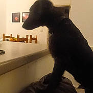 Loki joined the competition — help win amazing prizes! dog, black_dog, couch, indoor, kitchen, chairs, wall, framed_pictures, silhouette, pet, furniture, room, counter, animal, domestic_animal, side_view, lighting, shadow, house, home