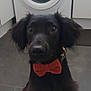 Loki joined the competition — help win amazing prizes! dog, black_dog, bow_tie, pet, indoor, kitchen, washing_machine, appliance, tile_floor, sitting, curious, portrait, canine, domestic, companion, animal, cute, friendly, household, floor