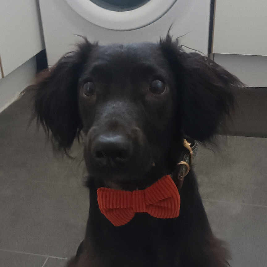 Loki joined the competition — help win amazing prizes! animal, appliance, black_dog, bow_tie, canine, companion, curious, cute, dog, domestic, floor, friendly, household, indoor, kitchen, pet, portrait, sitting, tile_floor, washing_machine