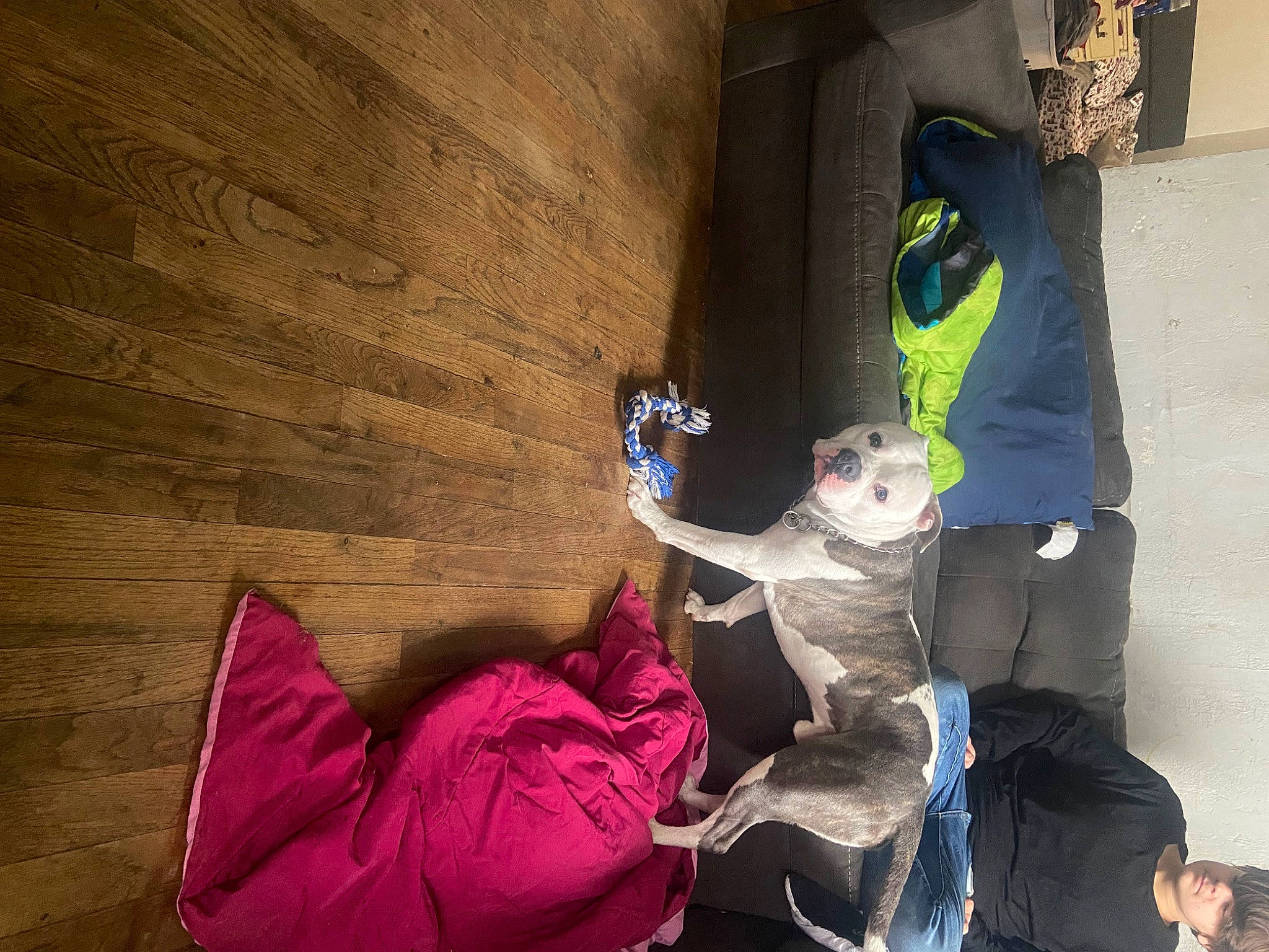 Milo joined the competition — help win amazing prizes! adventure, carmine, child, concrete, event, flooring, fun, hardwood, leisure, magenta, play, recreation, room, sitting, tints_and_shades, toddler, visual_arts, wood