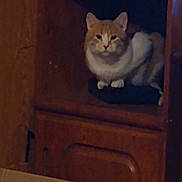 Peanut joined the competition — help win amazing prizes! cat, orange_cat, white_cat, wooden_cabinet, furniture, indoor, pet, animal, cubby, sitting, cozy, dim_lighting, calm, looking, feline, home, shelving, resting, cute, quiet