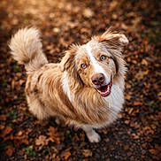 Lova participe au concours pour gagner de l'argent avec cette photo : australian_shepherd, autumn_leaves, blue_eyes, bokeh_background, brown_fur, canine, close_up, dog, ears, fluffy_tail, happy_expression, leafy_ground, looking_up, nose, open_mouth, outdoor, pet, portrait, teeth, white_markings