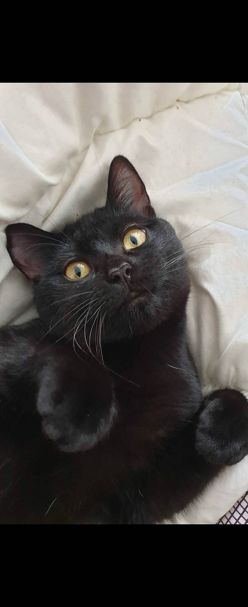 Yagami participe au concours pour gagner de l'argent avec cette photo : black_cat, bombay, carnivore, cat, comfort, domestic_short_haired_cat, felidae, fur, iris, small_to_medium_sized_cats, snout, terrestrial_animal, whiskers