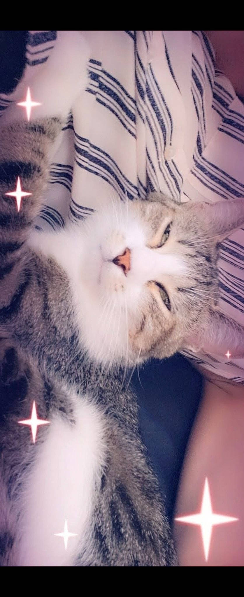 Juke a rejoint le concours — aidez-le/la à gagner de superbes lots ! carnivore, cat, claw, cloud, comfort, domestic_short_haired_cat, felidae, fur, love, mammal, nap, paw, sky, sleep, small_to_medium_sized_cats, snapshot, snout, tail, vertebrate, whiskers