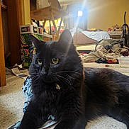 Zoom joined the competition — help win amazing prizes! animal, background, black_cat, cat, clothes, clutter, curious, domestic, floor, fur, furniture, household_items, indoor, indoor_lighting, laying_down, pet, pile, room, whiskers, yellow_eyes
