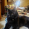 animal, background, black_cat, cat, clothes, clutter, curious, domestic, floor, fur, furniture, household_items, indoor, indoor_lighting, laying_down, pet, pile, room, whiskers, yellow_eyes