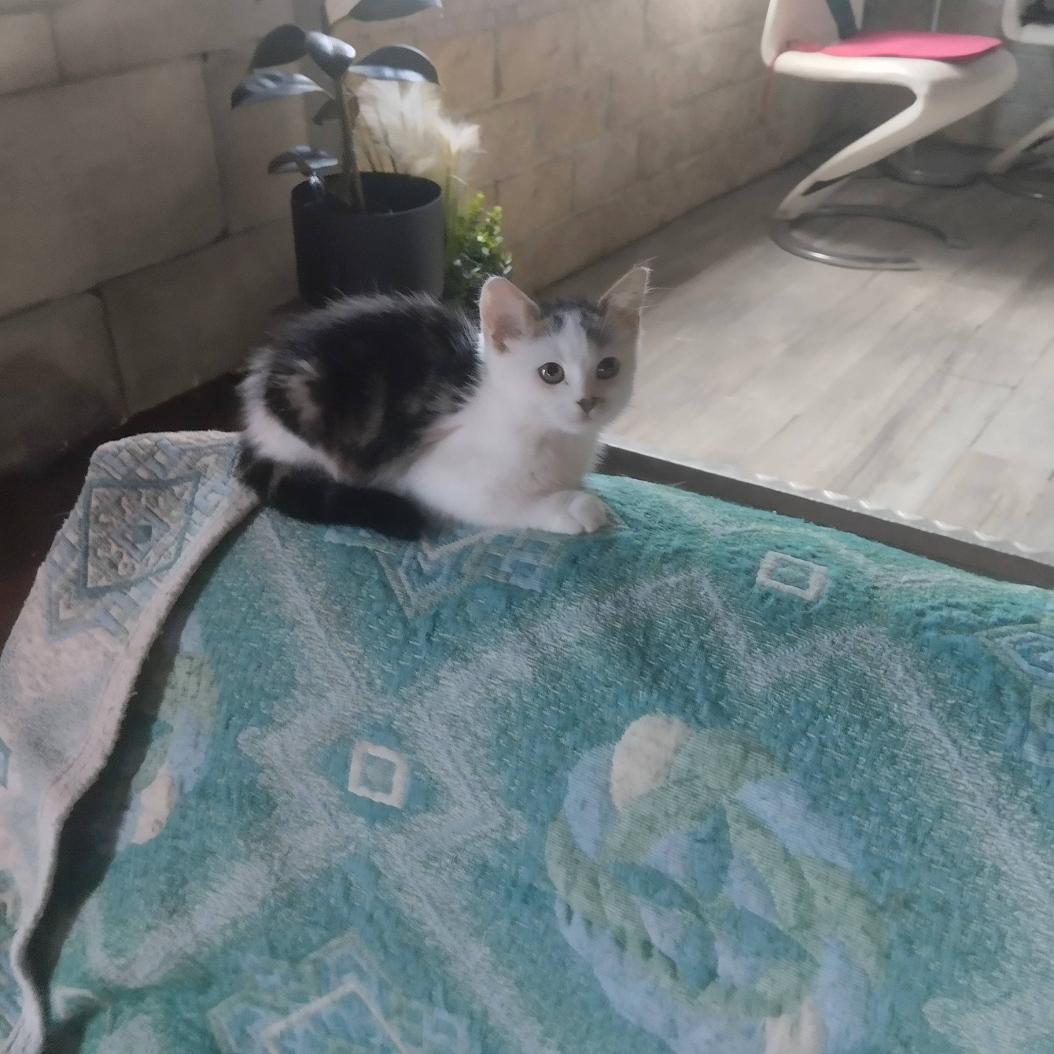 Cosette a rejoint le concours — aidez-le/la à gagner de superbes lots ! bedding, carnivore, cat, comfort, domestic_short_haired_cat, felidae, floor, flooring, flowerpot, fur, grey, hardwood, linens, pattern, paw, plant, room, small_to_medium_sized_cats, tail, whiskers