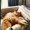 cat, orange_cat, sleeping, fluffy, couch, blanket, indoor, cozy, resting, pet, feline, fur, paw, window, curtain, soft_light, home, relaxing, cute, domestic_animal