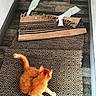 kitten, orange_cat, cat, rug, patterned_rug, torn_rug, wooden_floor, indoor, playful, pet, fur, animal, domestic_animal, flooring, texture, home, damage, toy, curiosity, whiskers