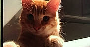 Fripouille participe au concours pour gagner de l'argent avec cette photo : cat, orange_tabby, bathtub, paws, curious, indoor, pet, animal, feline, whiskers, ears, fur, bathroom, vanity, mirror, soft_lighting, close_up, domestic_cat, shadow, quiet