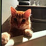 cat, orange_tabby, bathtub, paws, curious, indoor, pet, animal, feline, whiskers, ears, fur, bathroom, vanity, mirror, soft_lighting, close_up, domestic_cat, shadow, quiet