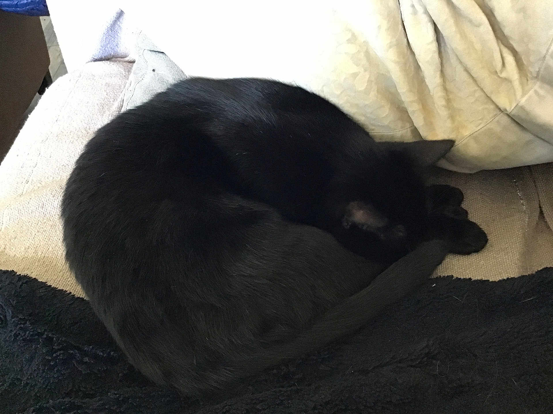 Chatmallow a rejoint le concours — aidez-le/la à gagner de superbes lots ! cat, black_cat, sleeping, curled_up, couch, blanket, indoor, pet, fur, tail, cozy, resting, animal, feline, soft_texture, home, relaxation, domestic, quiet, comfort