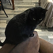 Chatmallow a rejoint le concours — aidez-le/la à gagner de superbes lots ! alert, animal, black_cat, brown_cushion, cat, cozy, cushion, domestic, ears, eyes, feline, furniture, household, indoor, living_room, perched, pet, soft_furniture, tail, wooden_floor