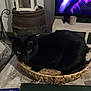 Chatmallow a rejoint le concours — aidez-le/la à gagner de superbes lots ! animal, barrel, basket, black_cat, black_fur, cat, cozy, curled_up, domestic, eyes, furniture, household, indoor, living_room, pet, relaxing, resting, table, television, wooden_table