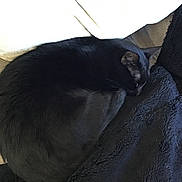 Chatmallow participe au concours pour gagner de l'argent avec cette photo : cat, black_cat, sleeping, curled_up, cozy, blanket, cushion, indoor, pet, fur, resting, animal, cute, comfortable, relaxation, nap, sofa, home, feline, quiet