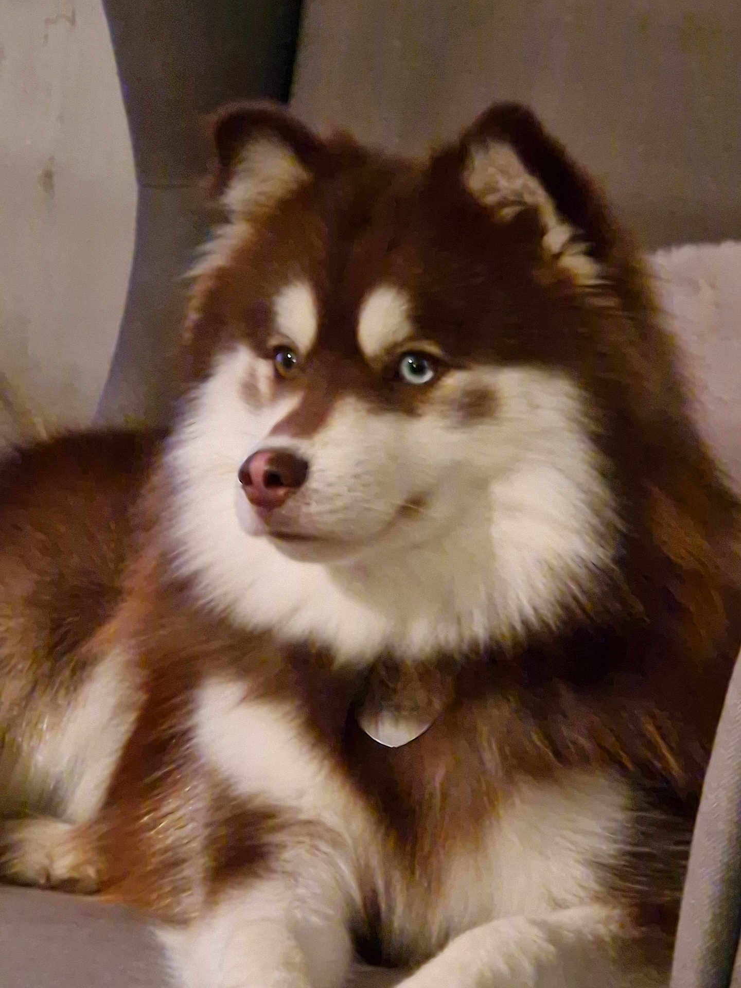 Virgil participe au concours pour gagner de l'argent avec cette photo : dog, canine, pet, indoor, couch, fur, blue_eyes, fluffy, relaxed, portrait, mammal, companion, animal, domestic, brown_fur, white_fur, sitting, side_view, calm, household