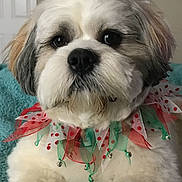 Noah is registered to the contest to win money with this photo: dog, fluffy, pet, collar, festive, red, green, blanket, teal, indoor, portrait, cute, animal, fur, paw, relaxed, face, expression, lock_screen, phone