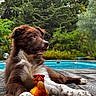 puppy, dog, toy, rubber_chicken, wooden_deck, pool, outdoor, greenery, trees, grass, nature, pet, animal, brown_fur, white_fur, paw, relaxing, summer, daytime, cute