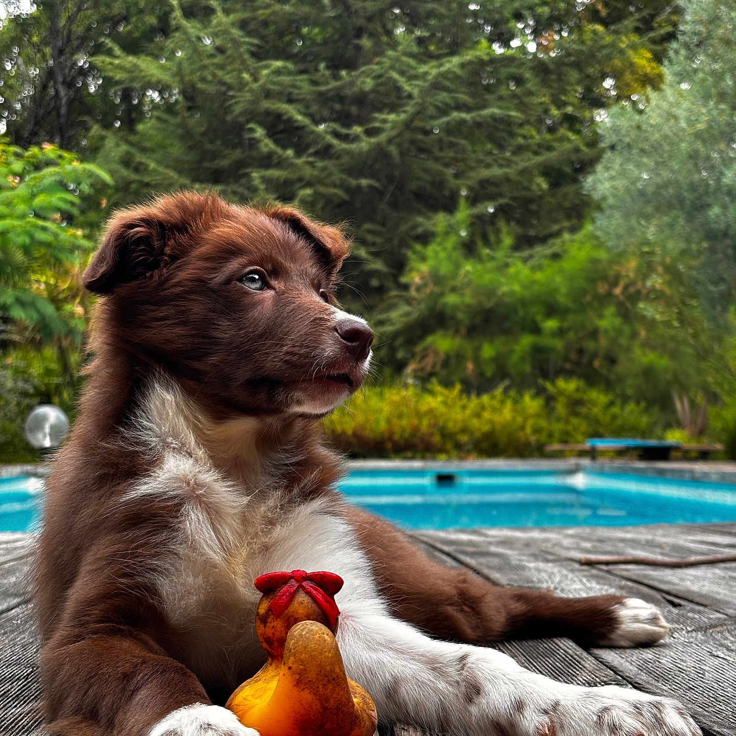 Appy participe au concours pour gagner de l'argent avec cette photo : puppy, dog, toy, rubber_chicken, wooden_deck, pool, outdoor, greenery, trees, grass, nature, pet, animal, brown_fur, white_fur, paw, relaxing, summer, daytime, cute