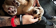 Roxy is registered to the contest to win money with this photo: adorable, animal, black_pants, bracelet, carpet, close_up, cute, dog, floor, hand, indoor, lying_down, paw, person, pet, puppy, resting, sneakers, tattoo, young_dog