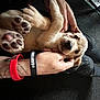 adorable, animal, black_pants, bracelet, carpet, close_up, cute, dog, floor, hand, indoor, lying_down, paw, person, pet, puppy, resting, sneakers, tattoo, young_dog