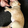 Roxy joined the competition — help win amazing prizes! adorable, animal, carpet, closeup, cozy, cute, dog, fur, hand, indoor, light_brown, napping, paw, pet, pink, puppy, quiet, resting, sleeping, young