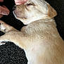 Roxy is registered to the contest to win money with this photo: animal, canine, carpet, closeup, comfort, cute, dog, domestic_animal, fur, hand, indoor, paw, peaceful, pet, puppy, relaxation, resting, sleeping, soft, young