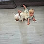 Cole is registered to the contest to win money with this photo: toddler, child, dog, french_bulldog, crawling, floor, sofa, light_wood_floor, indoor, pet, blond_hair, clothing, furniture, home, animal, cute, companion, person, baby, casual