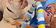 Cole joined the competition — help win amazing prizes! toddler, child, dog, french_bulldog, toy, playtime, indoor, floor, colorful, blue, yellow, brown, pet, baby, seat, mat, curious, cute, animal, childhood