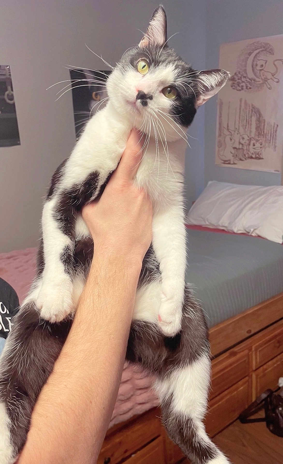 Po is registered to the contest to win money with this photo: cat, tuxedo_cat, pet, indoor, bedroom, hand, human_arm, whiskers, green_eyes, portrait, holding, bed, pillow, poster, wooden_drawer, blanket, mattress, furniture, curiosity, front_paws