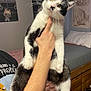 cat, black_and_white_cat, pet, whiskers, paw, being_held, human_hand, arm, bedroom, bed, mattress, wooden_drawer, poster, wall_art, indoor, portrait, cute, playful, feline, fur