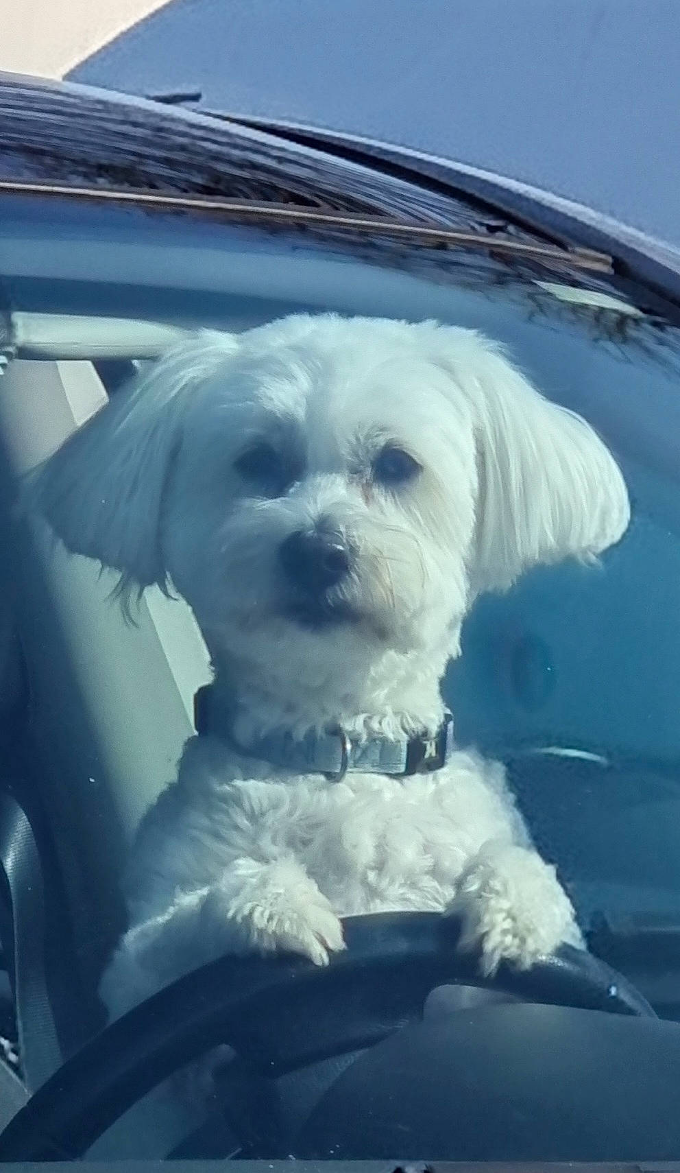 Iago a rejoint le concours — aidez-le/la à gagner de superbes lots ! automotive_design, automotive_exterior, automotive_lighting, automotive_mirror, car, carnivore, cloud, companion_dog, dog, dog_breed, line, motor_vehicle, personal_luxury_car, sky, snout, tints_and_shades, toy_dog, vehicle, vehicle_door, windscreen_wiper