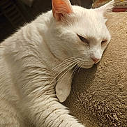 Chesney joined the competition — help win amazing prizes! cat, white_cat, feline, pet, relaxing, lounging, whiskers, fur, indoor, cozy, closeup, sleepy, soft_texture, animal, mammal, domestic_cat, resting, cute, comfort, warm_lighting